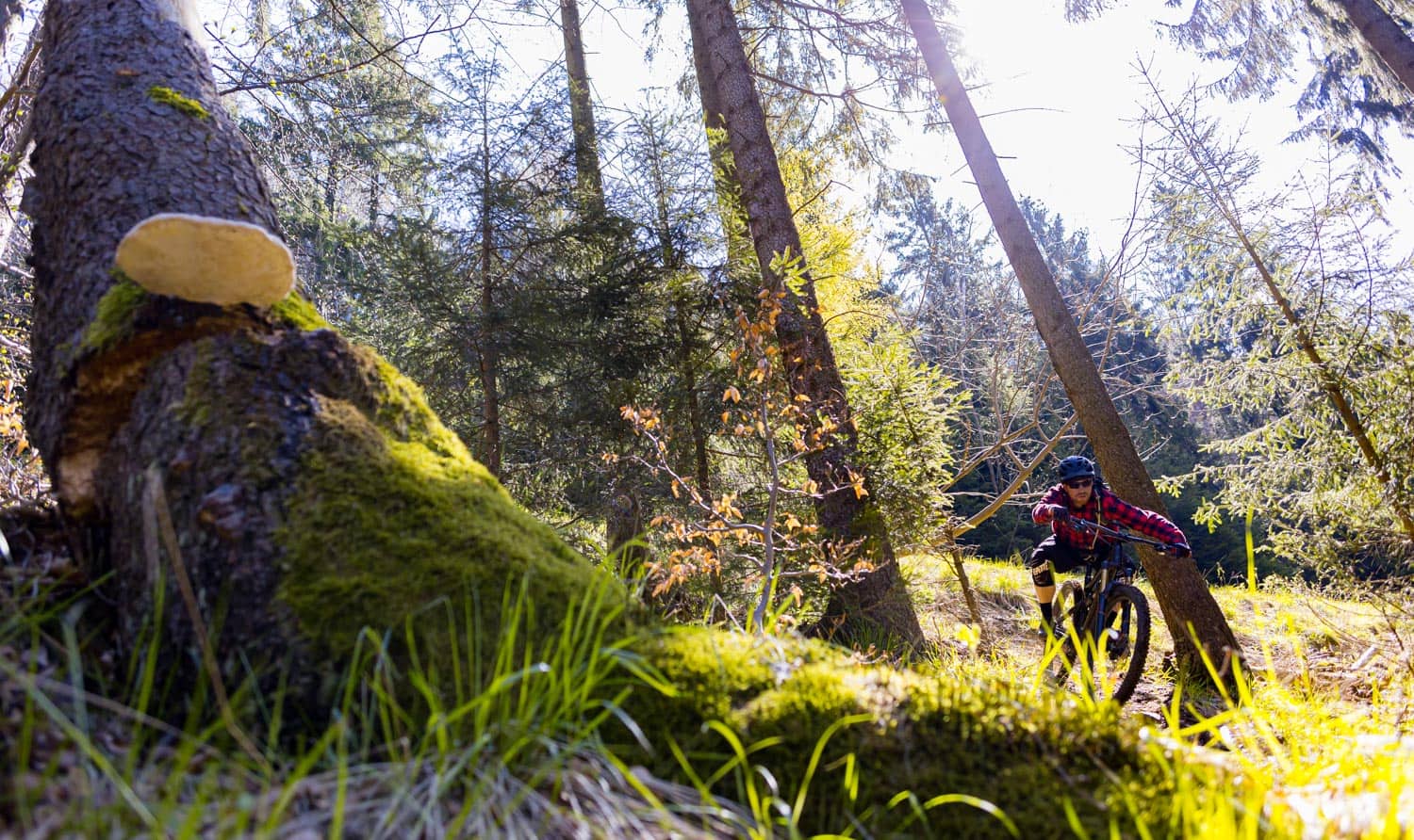 Alex Koops auf seinem Enduro MTB im Nationalpark Harz mit Fotograf Ole Kliem