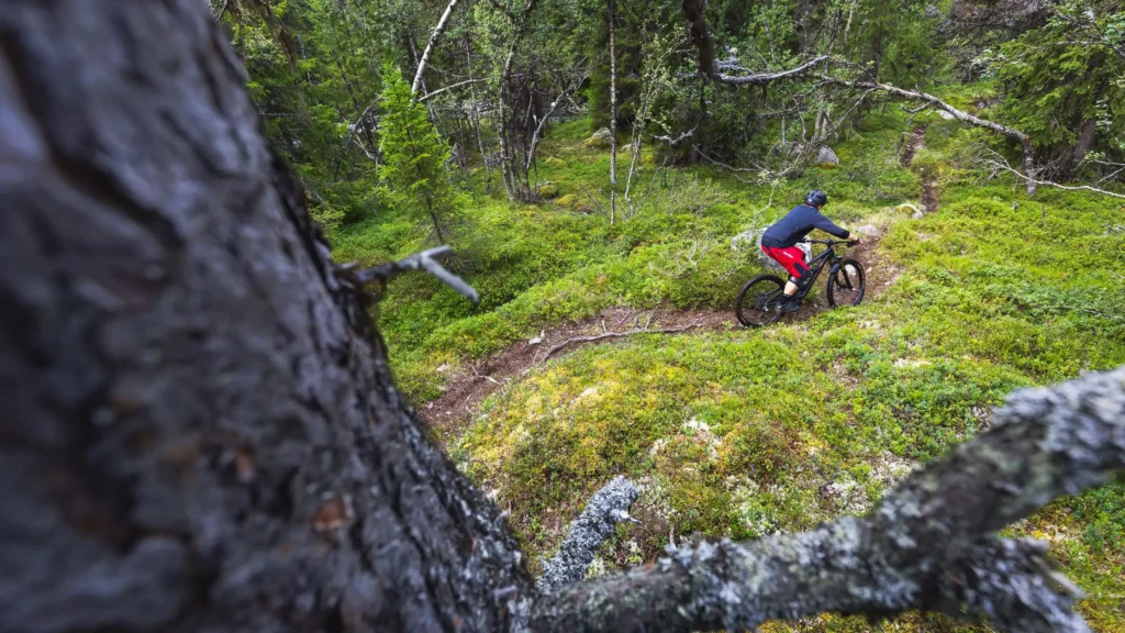 Ein Mountainbiker auf einem Pfad von einem Baum aus fotografiert.