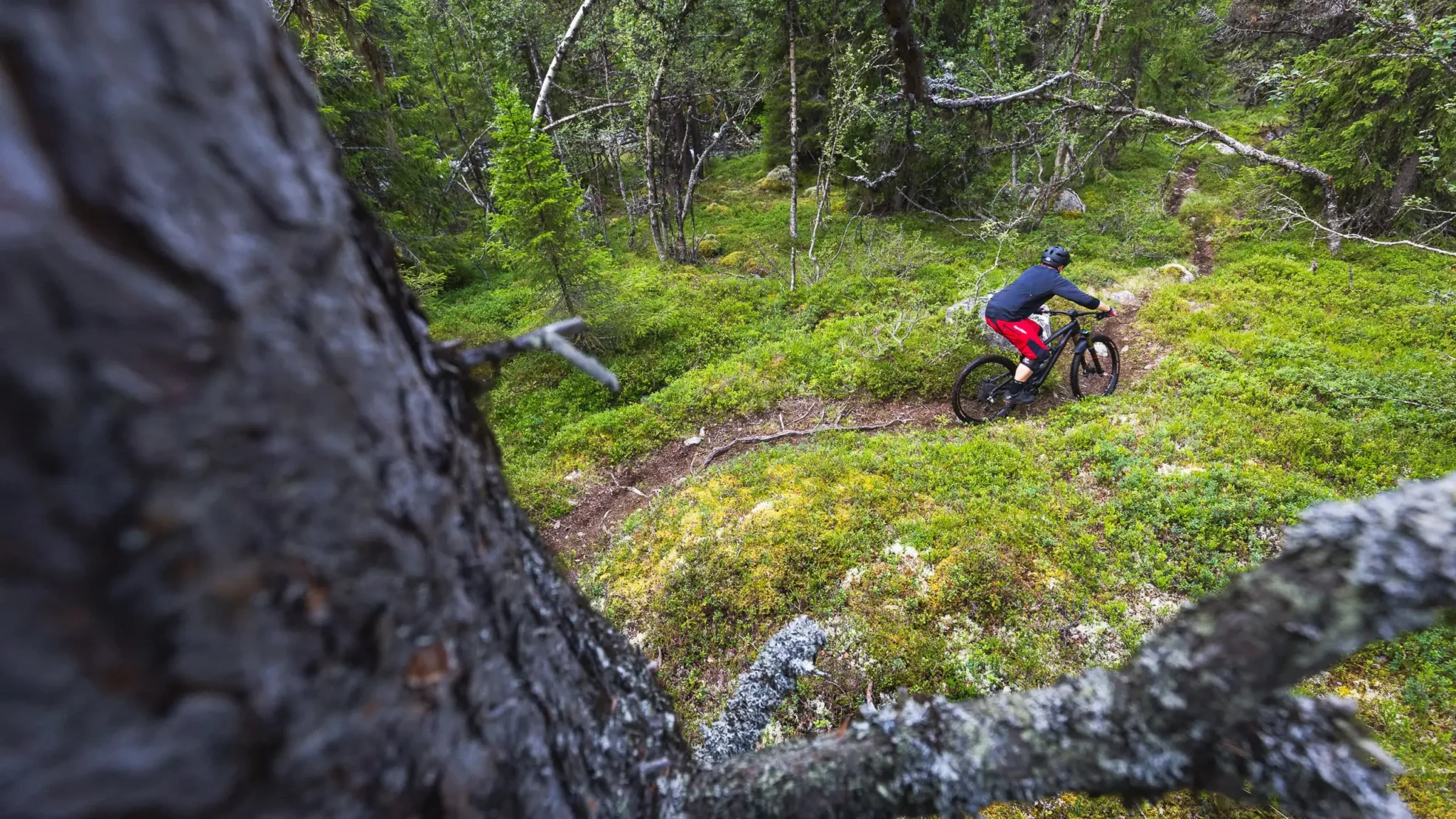 Ein Mountainbiker auf einem Pfad von einem Baum aus fotografiert.