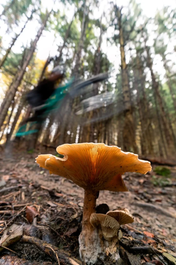 Auf einem Trail steht im Vordergrund ein Pilz, während im Hintergrund unscharf der Schweif eines vorbeifahrenden Bikers zu sehen ist.